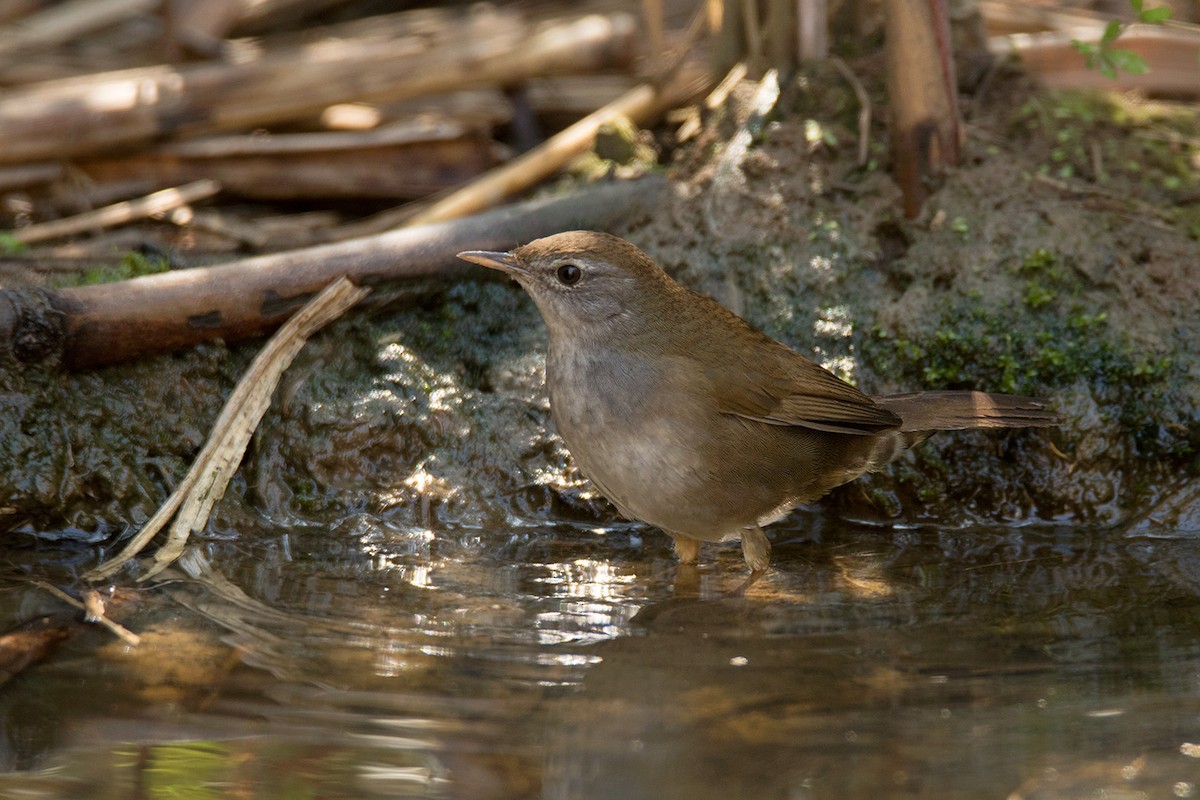 Spotted Bush Warbler - ML295081021