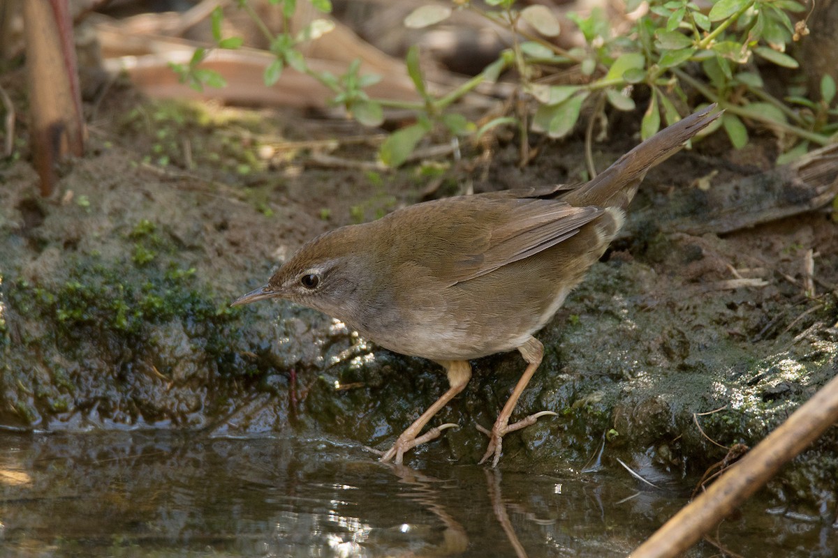 Spotted Bush Warbler - Ayuwat Jearwattanakanok