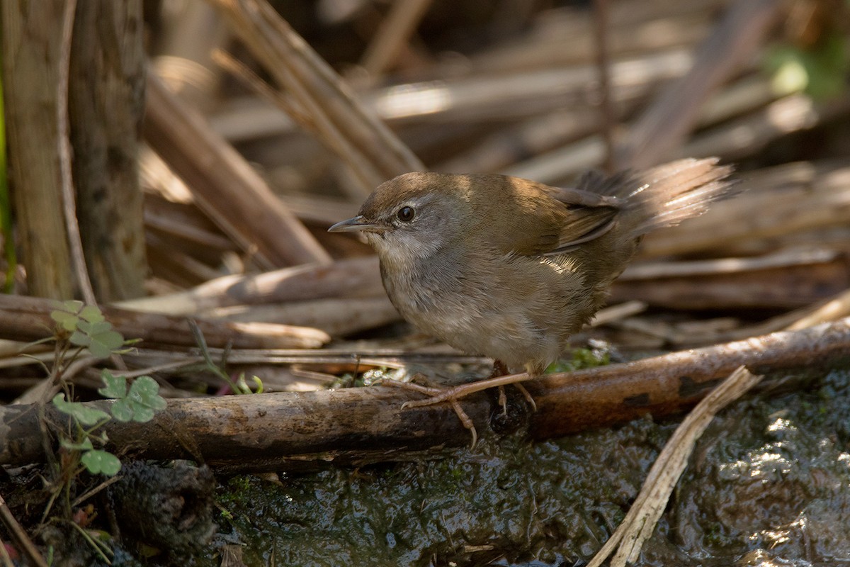 Spotted Bush Warbler - ML295081071