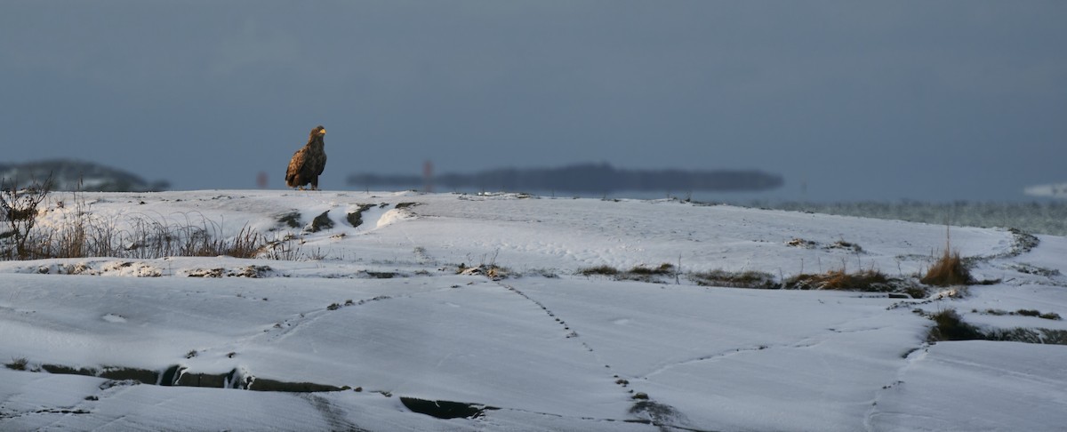 White-tailed Eagle - ML295081381