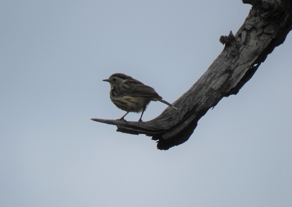 Speckled Warbler - ML295081391