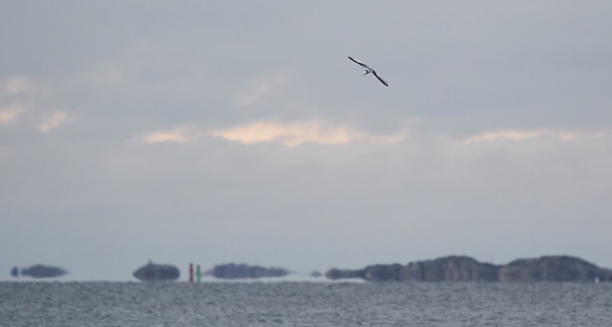 Black-legged Kittiwake - ML295081581