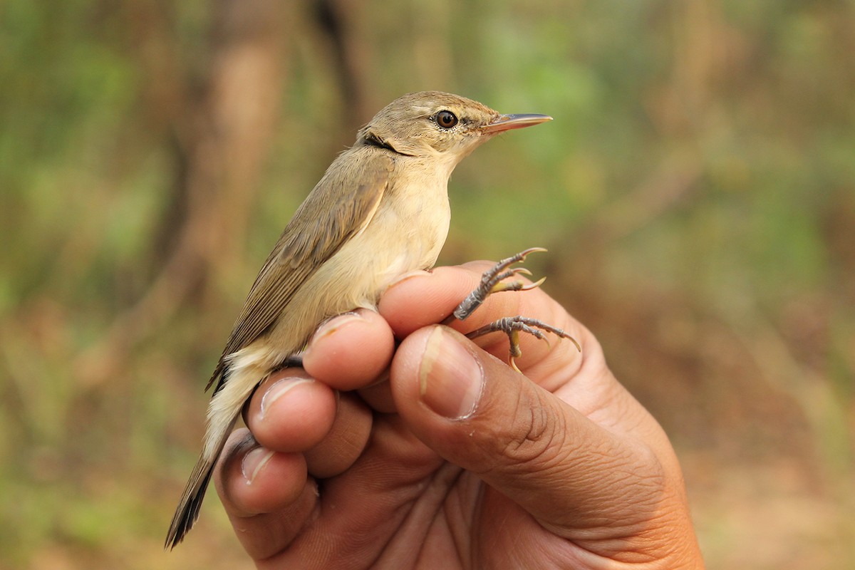 Blyth's Reed Warbler - Ayuwat Jearwattanakanok