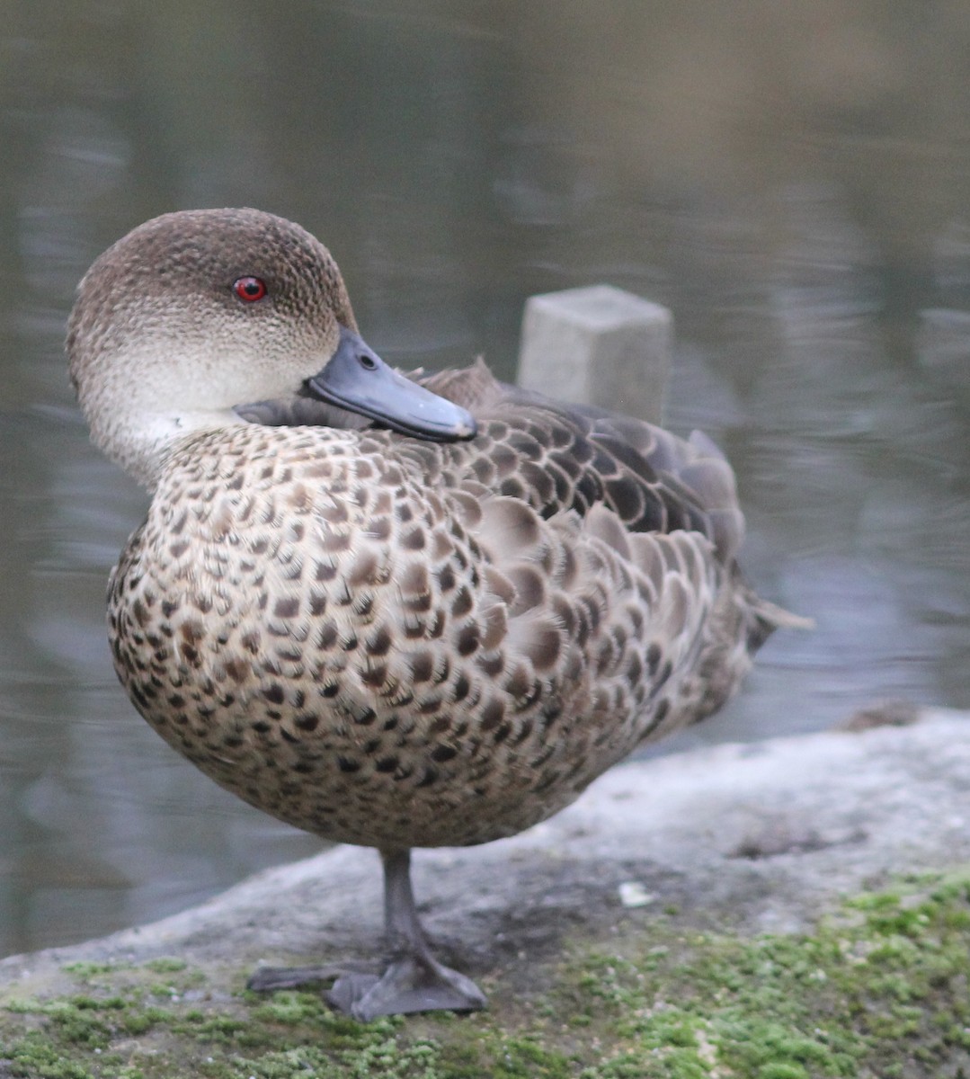 Gray Teal - ML295083671