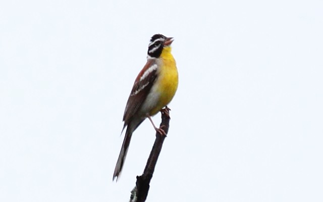 Golden-breasted Bunting - ML295085001