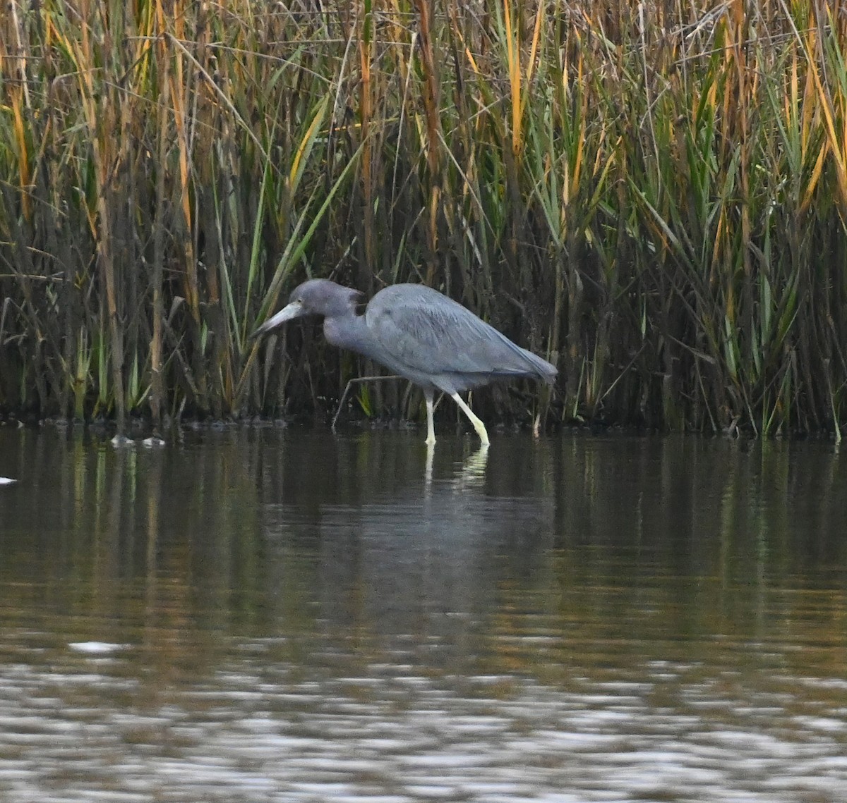 Little Blue Heron - ML295085631