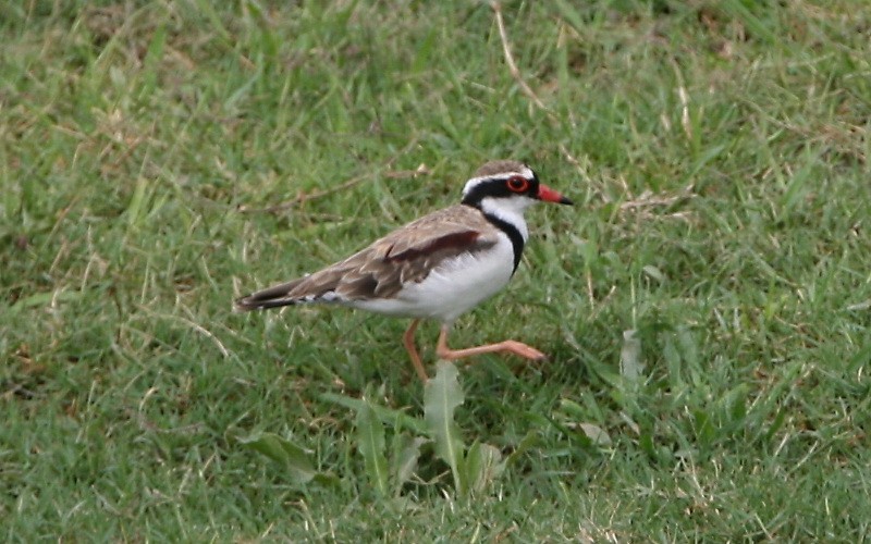 brunskulderlo - ML295087611