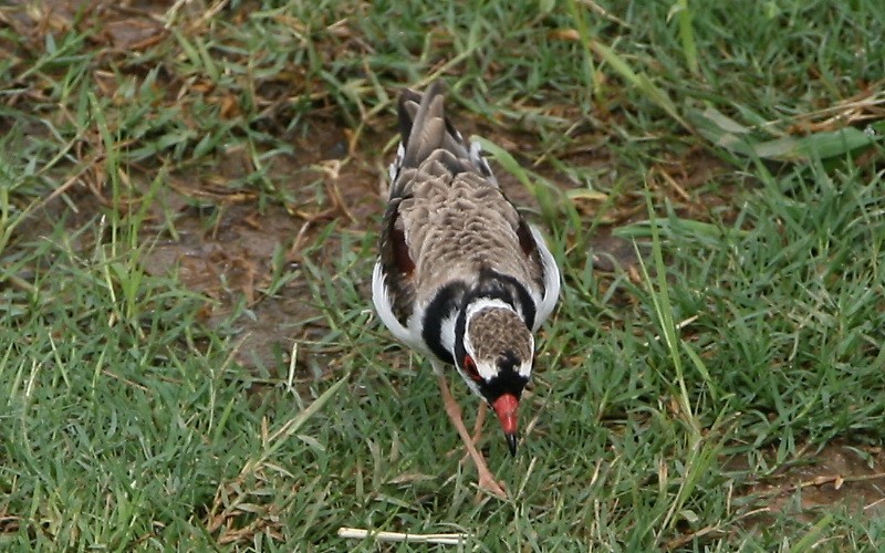 brunskulderlo - ML295087631