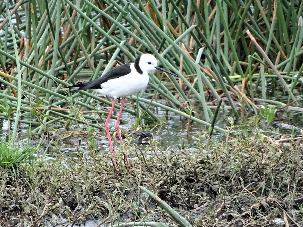 Pied Stilt - ML295088091