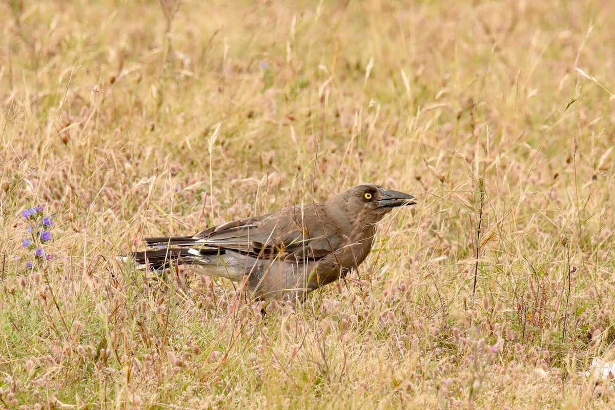 Gray Currawong - ML295088331