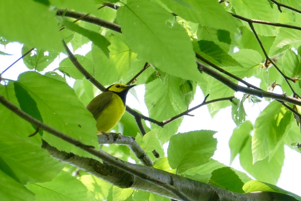 Hooded Warbler - ML29508841