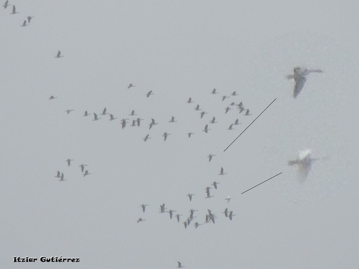 Tundra Swan - ML295092711