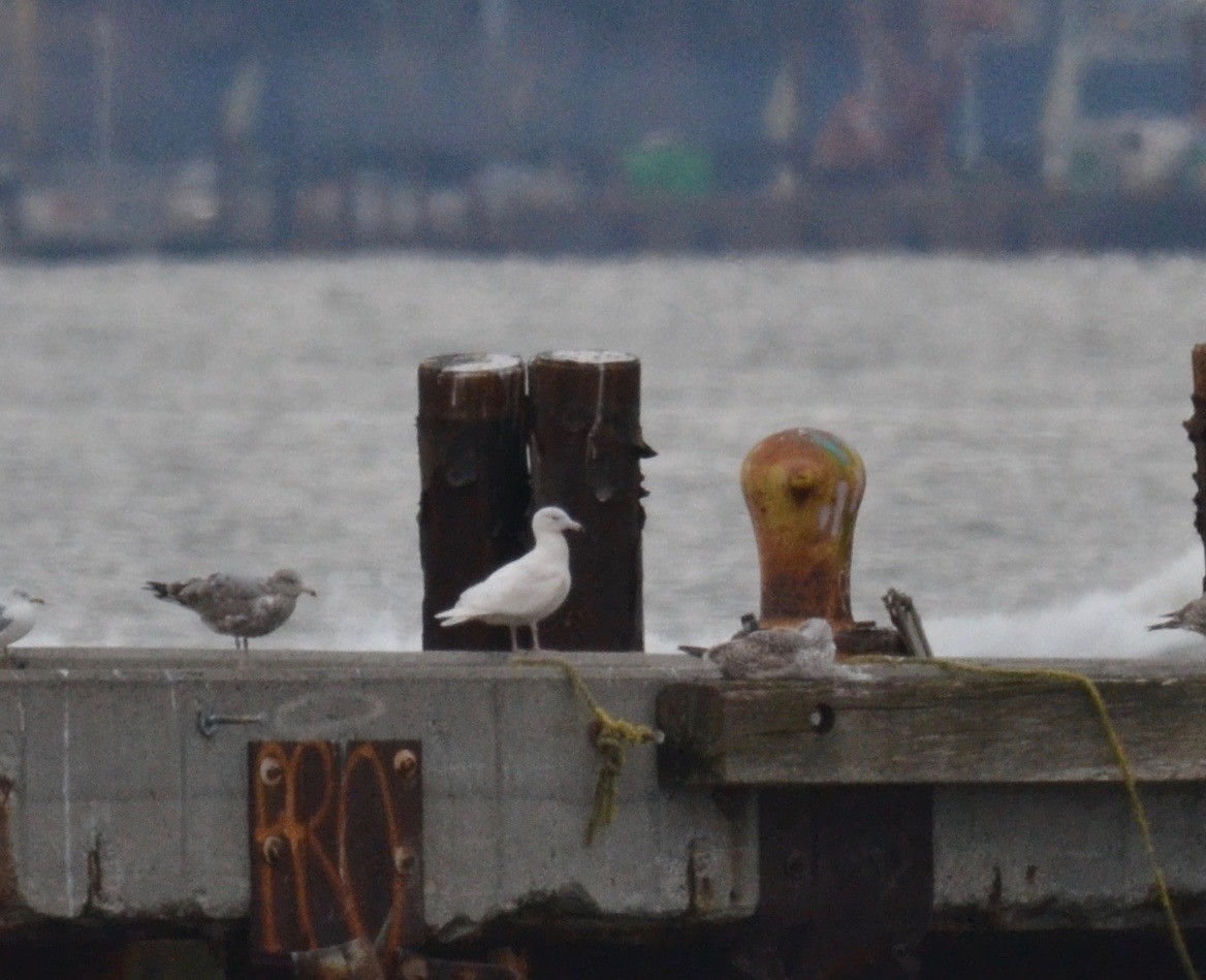 Glaucous Gull - ML295092761