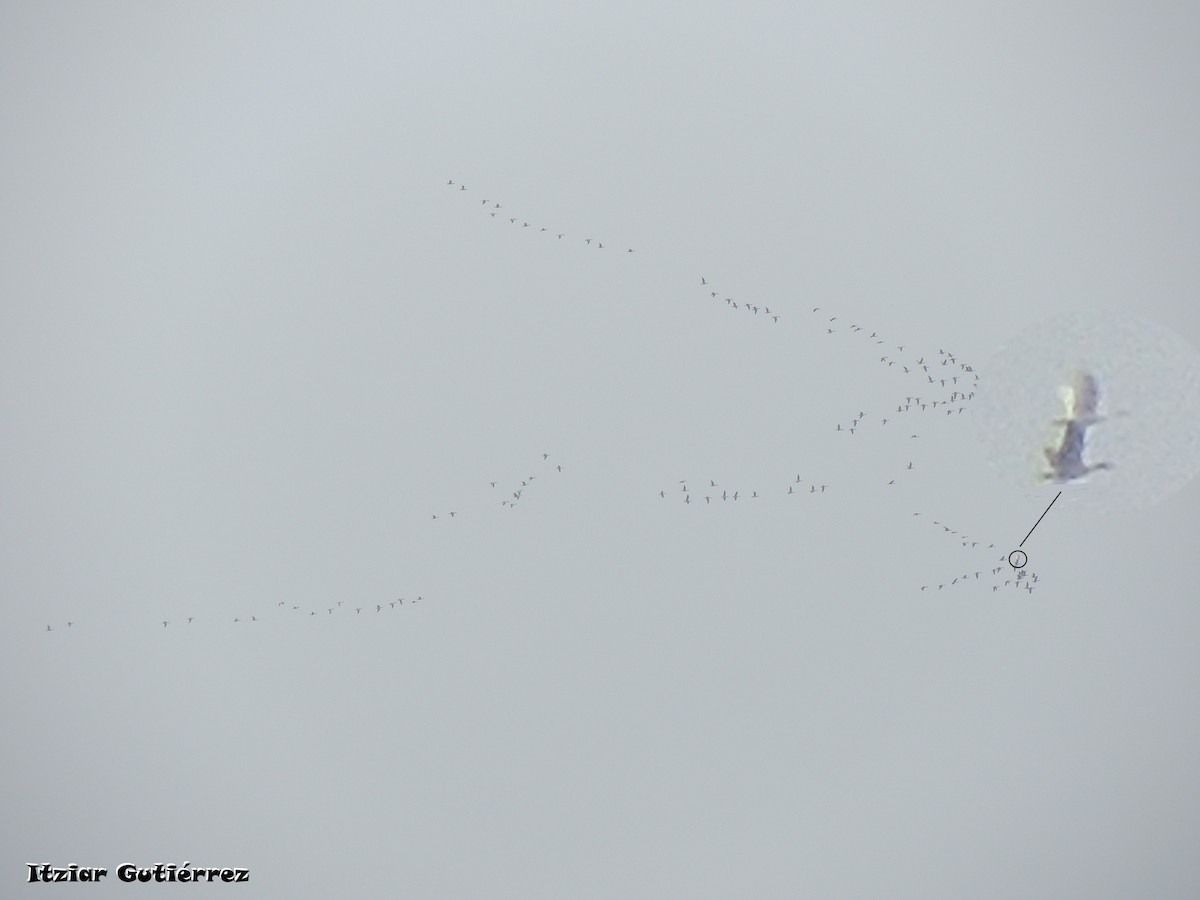 Tundra Swan - ML295092771