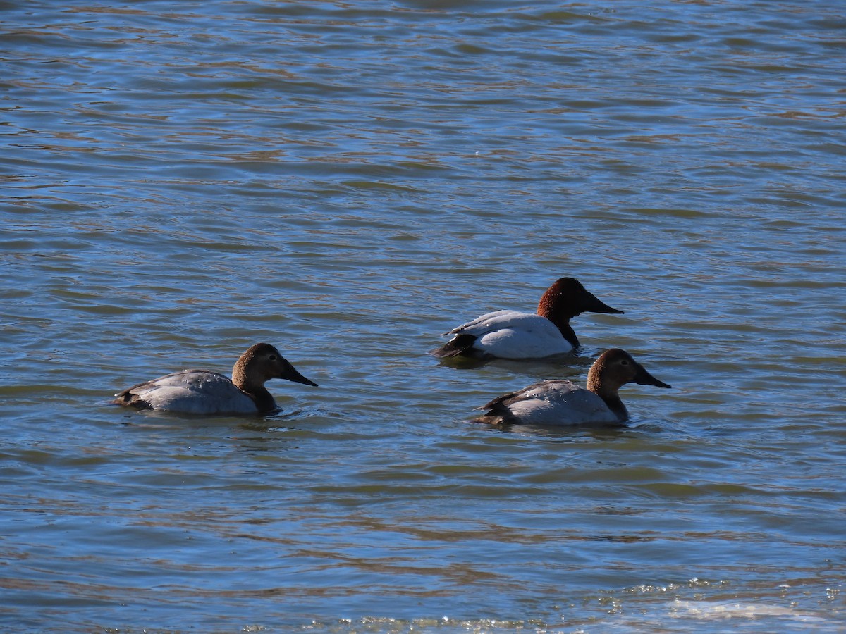 Canvasback - Thomas Stonestreet