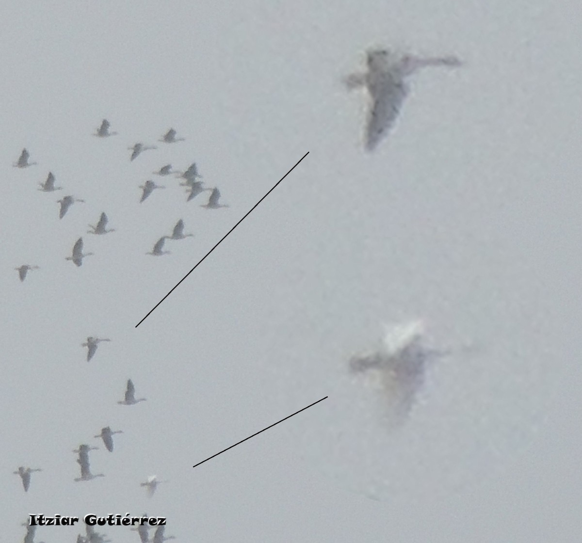 Tundra Swan - ML295092991