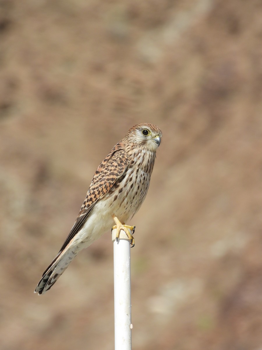 Eurasian Kestrel - ML295094761