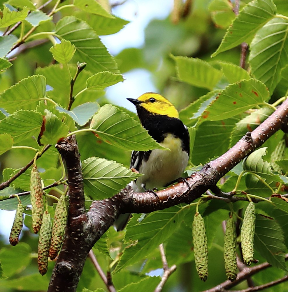 Black-throated Green Warbler - ML295094861