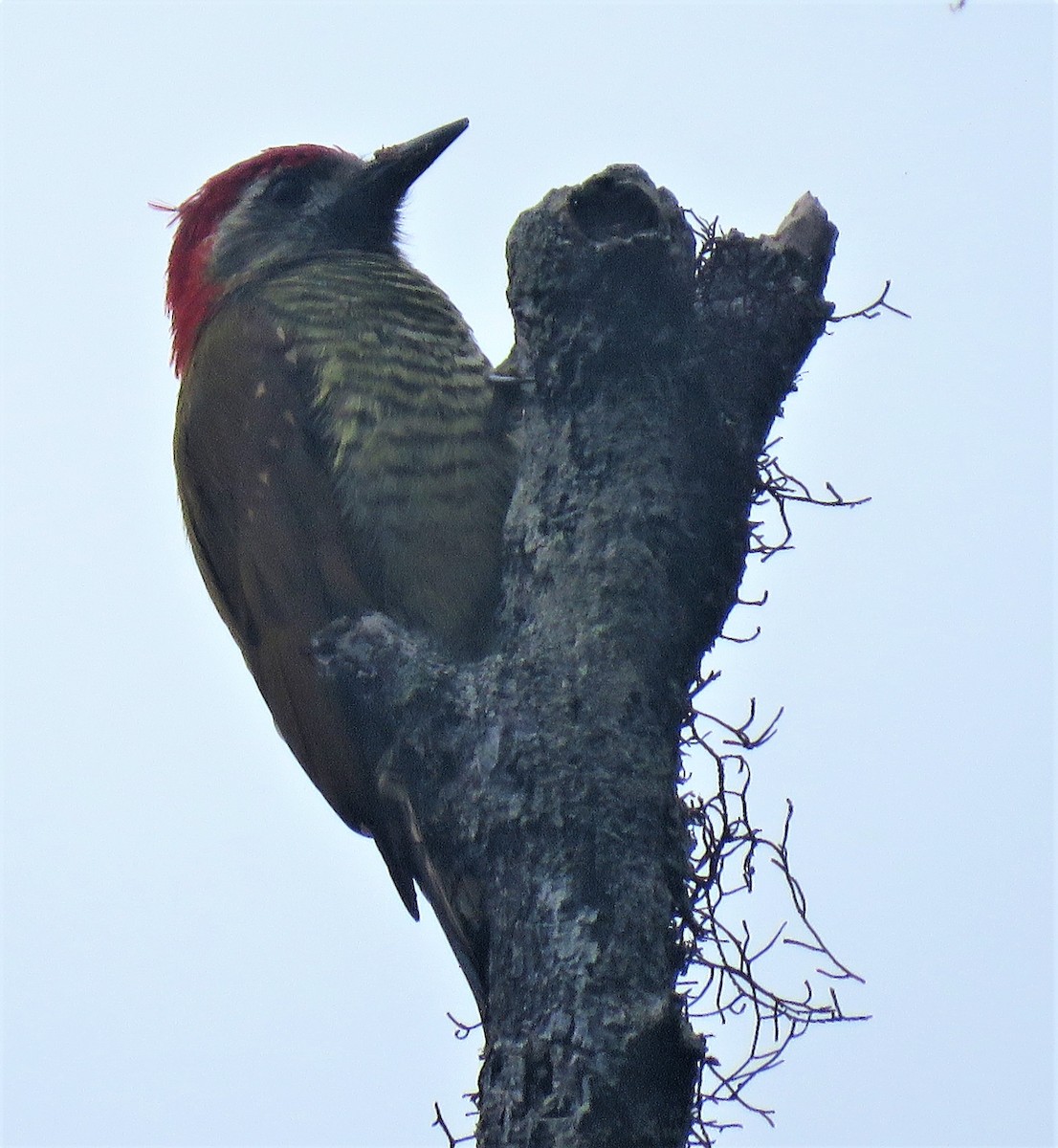 Yellow-vented Woodpecker - ML295096341