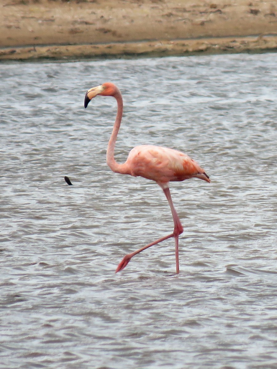 Flamant des Caraïbes - ML295096981