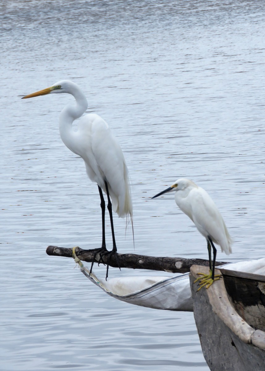 Great Egret - ML295097161