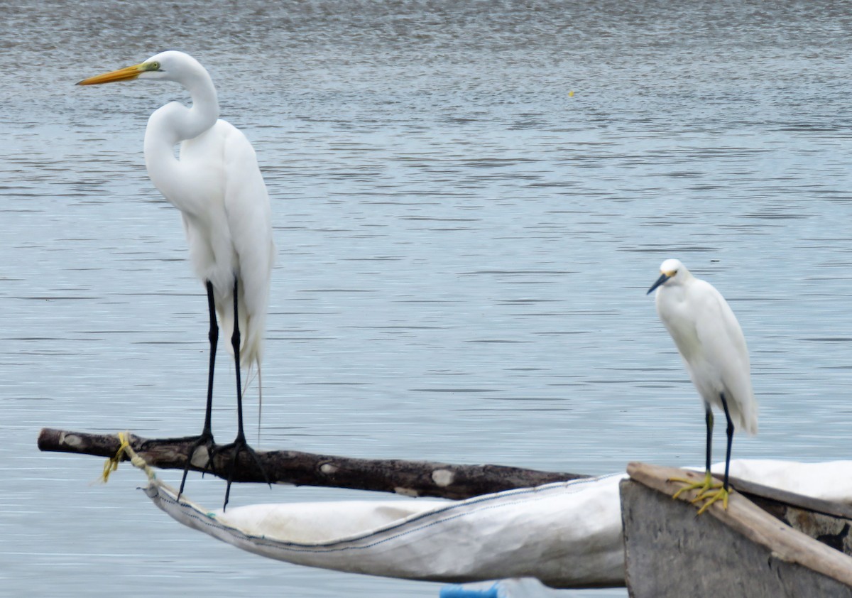 Snowy Egret - Carmelo de Dios