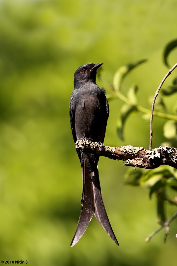 drongo kouřový - ML295097361