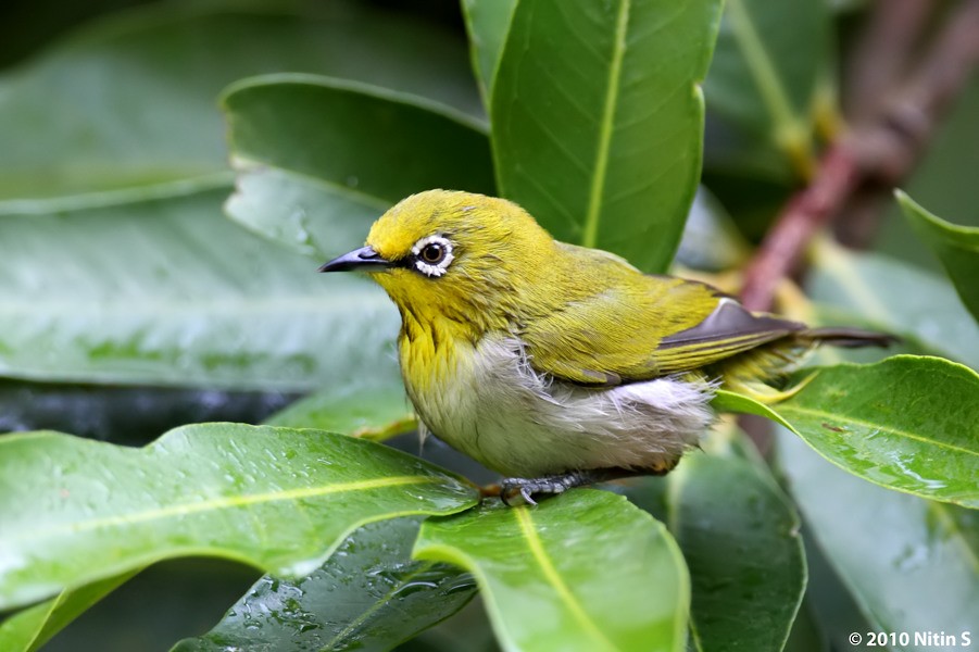 Indian White-eye - ML295097471