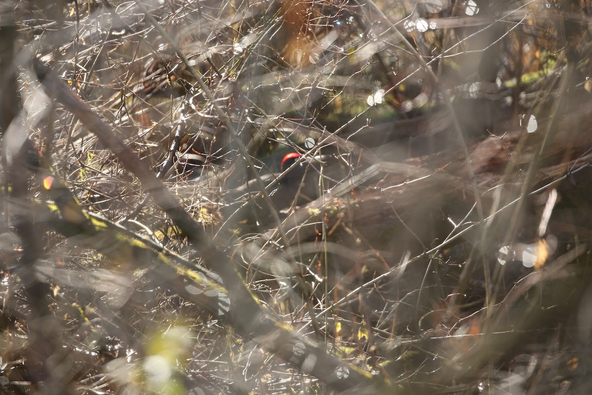 Black Woodpecker - ML295099071