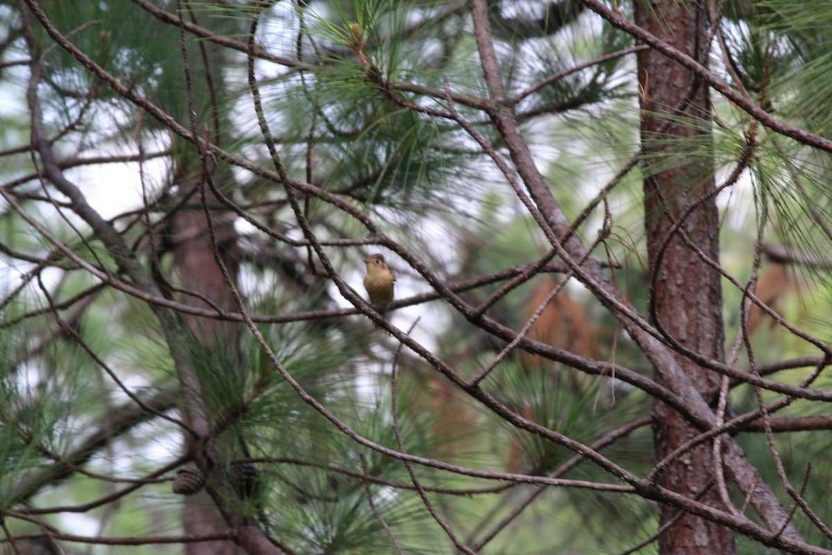 Buff-breasted Flycatcher - Johnathan Hruska