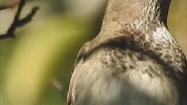 Black-throated Thrush - ML295104991