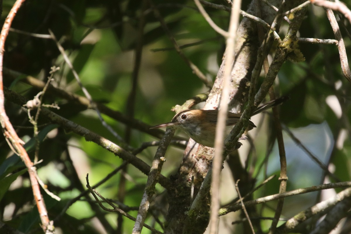 Long-billed Gnatwren (Trilling) - ML295105711