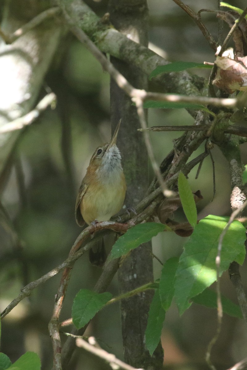 Long-billed Gnatwren (Trilling) - ML295105721