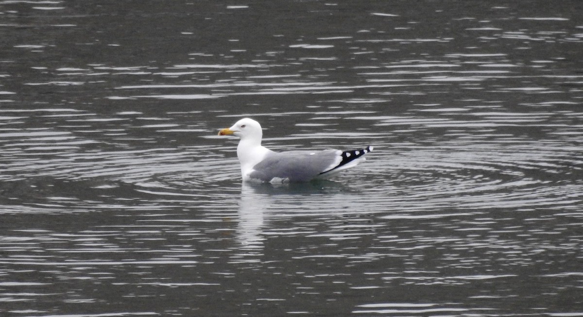 Goéland pontique - ML295106231