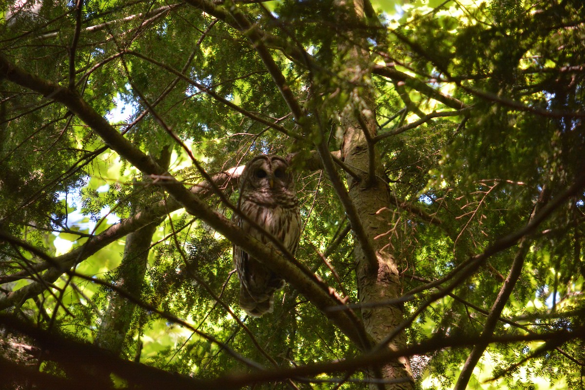 Barred Owl - ML29510951