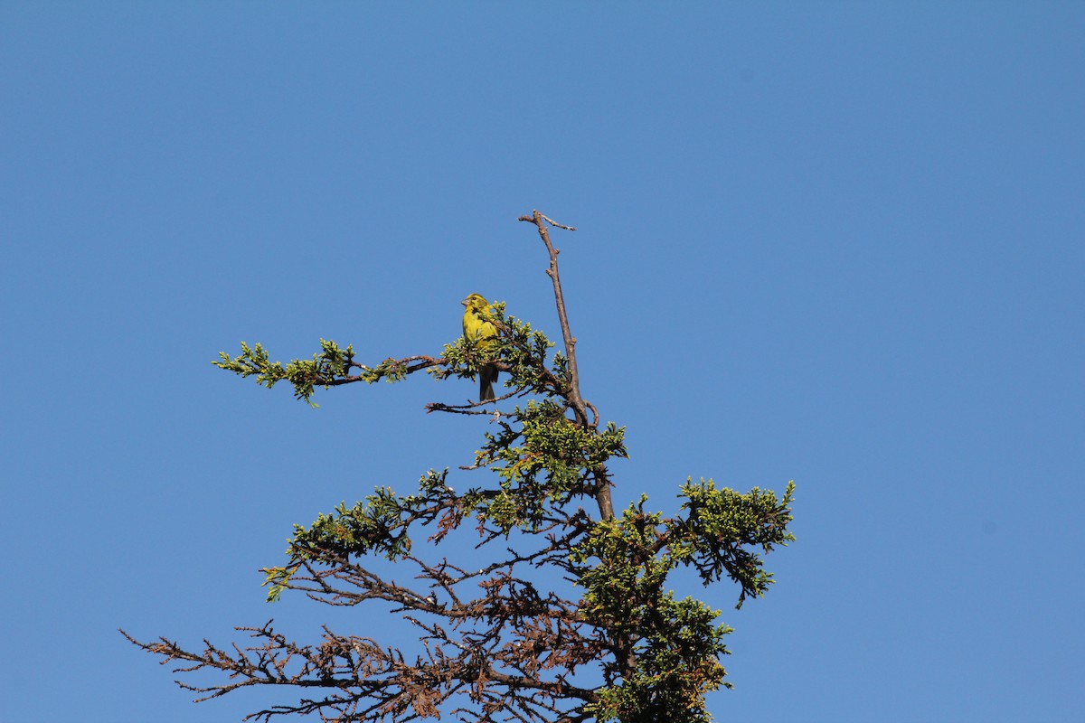 European Serin - Leonardo Rassu