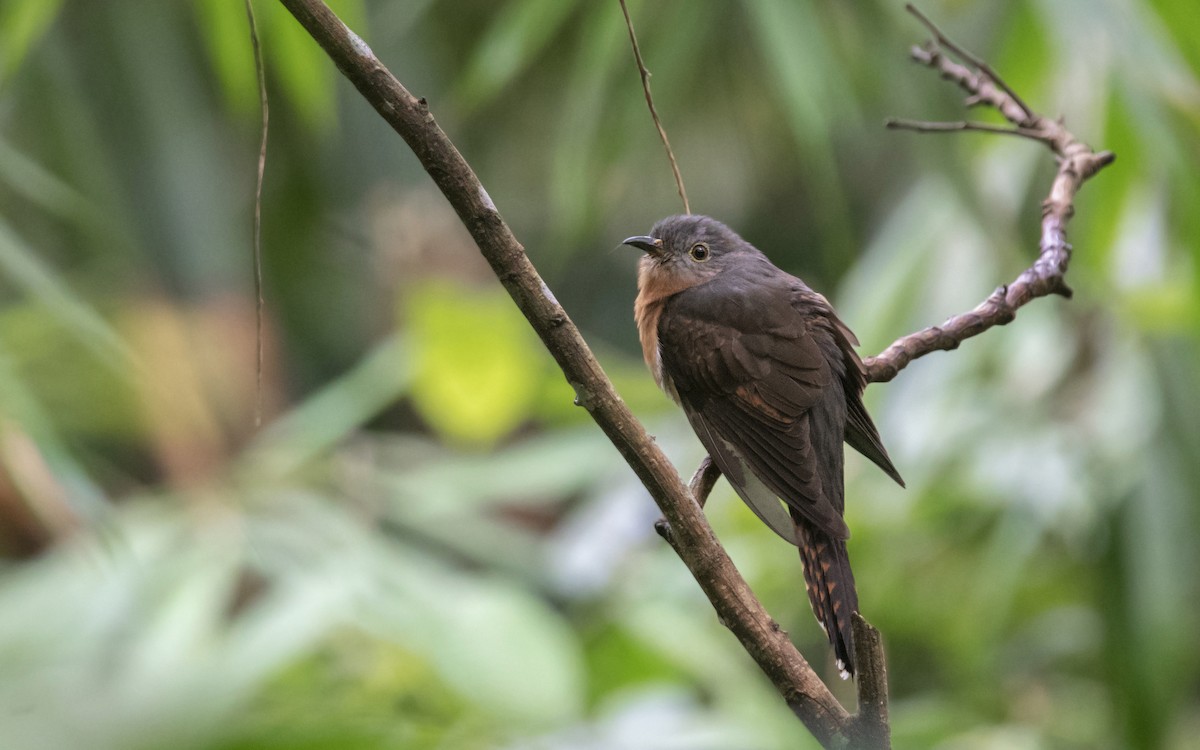 Brush Cuckoo (Sunda) - Ashraf Anuar Zaini