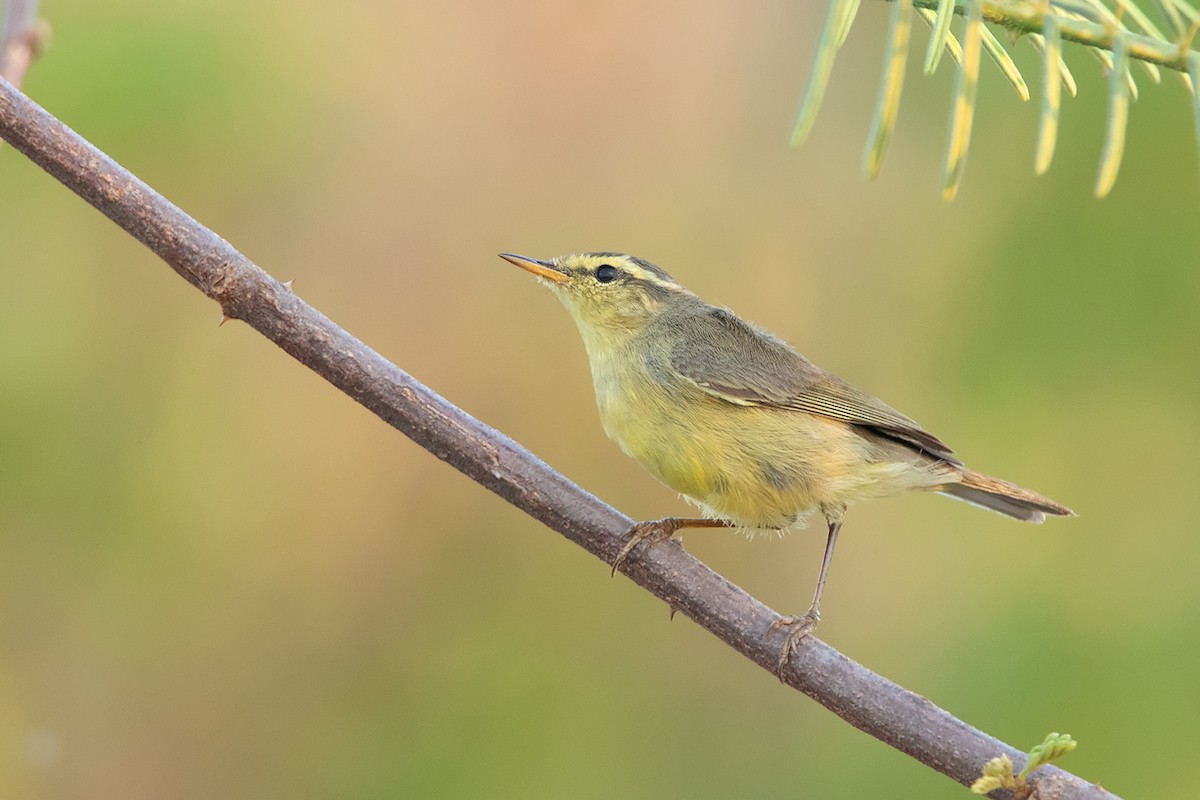 Tickell's Leaf Warbler (Alpine) - Ayuwat Jearwattanakanok