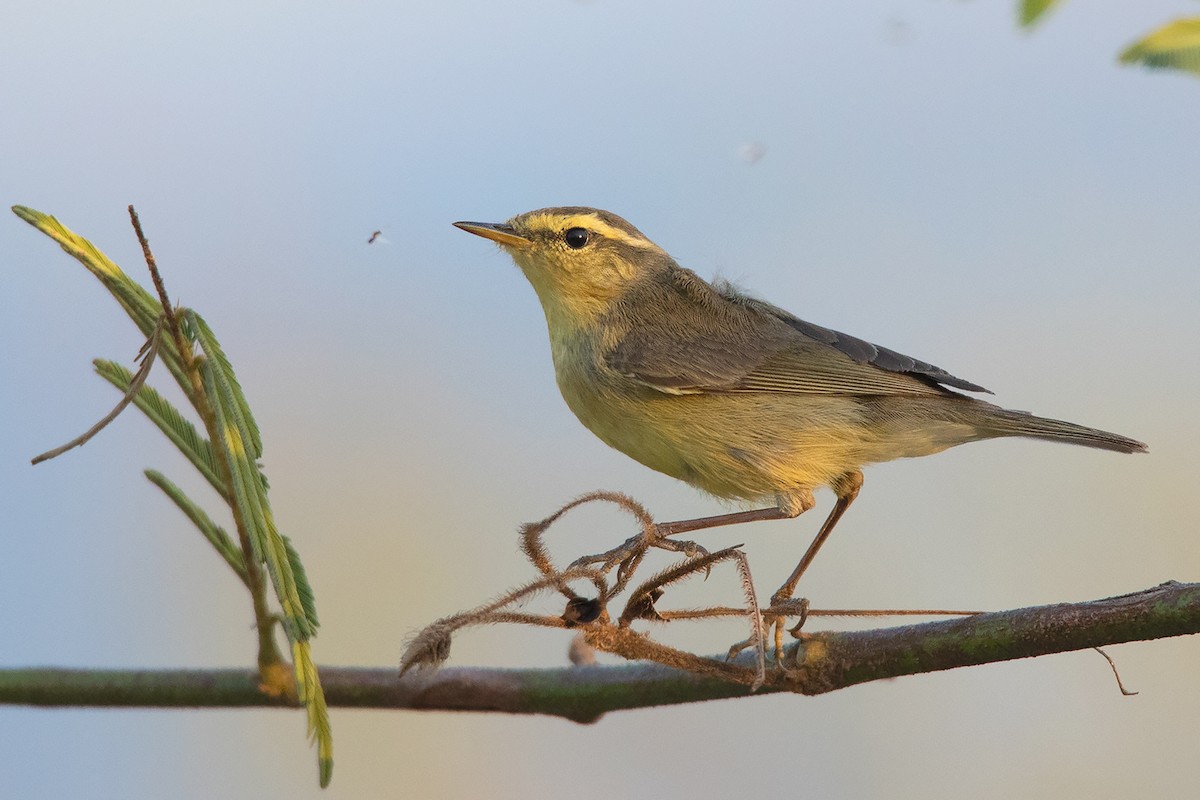 Tickell's Leaf Warbler (Alpine) - Ayuwat Jearwattanakanok