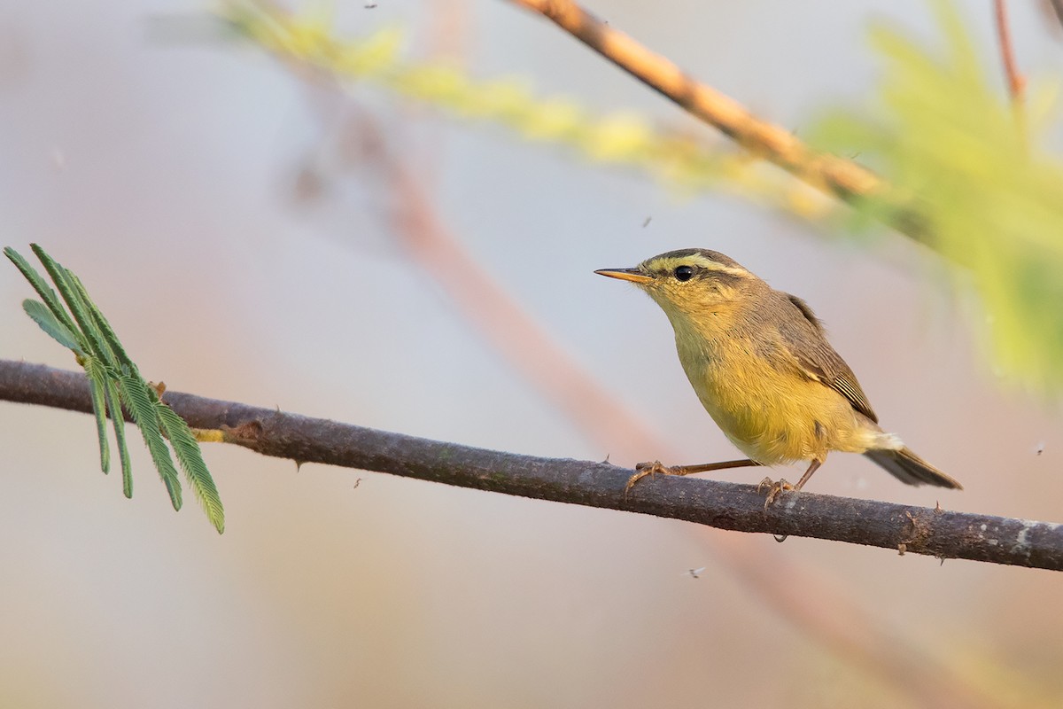 Tickell's Leaf Warbler (Alpine) - Ayuwat Jearwattanakanok