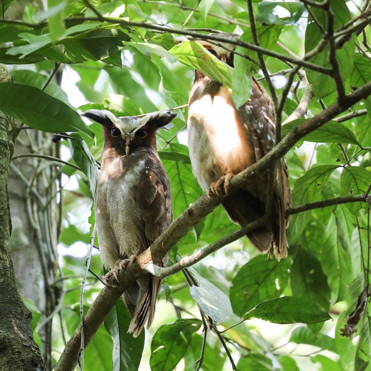 Crested Owl - ML295112861
