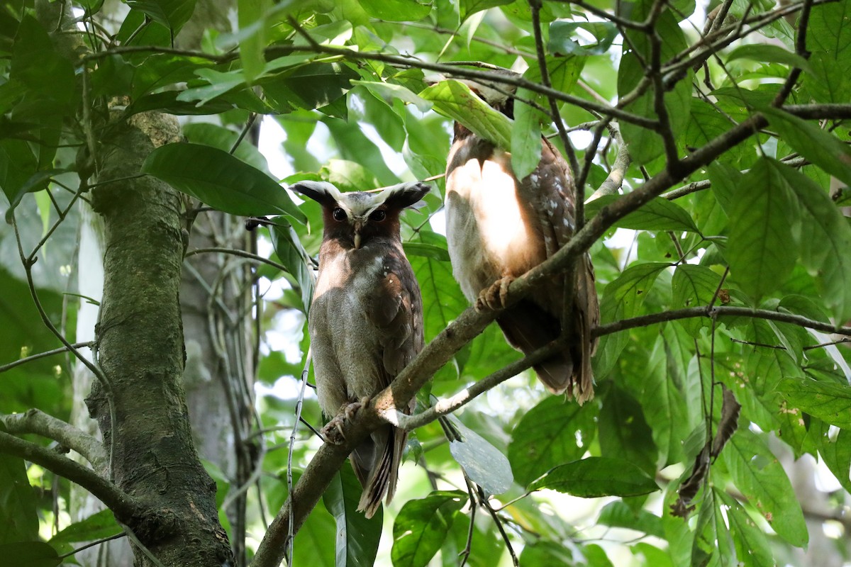Crested Owl - ML295113121