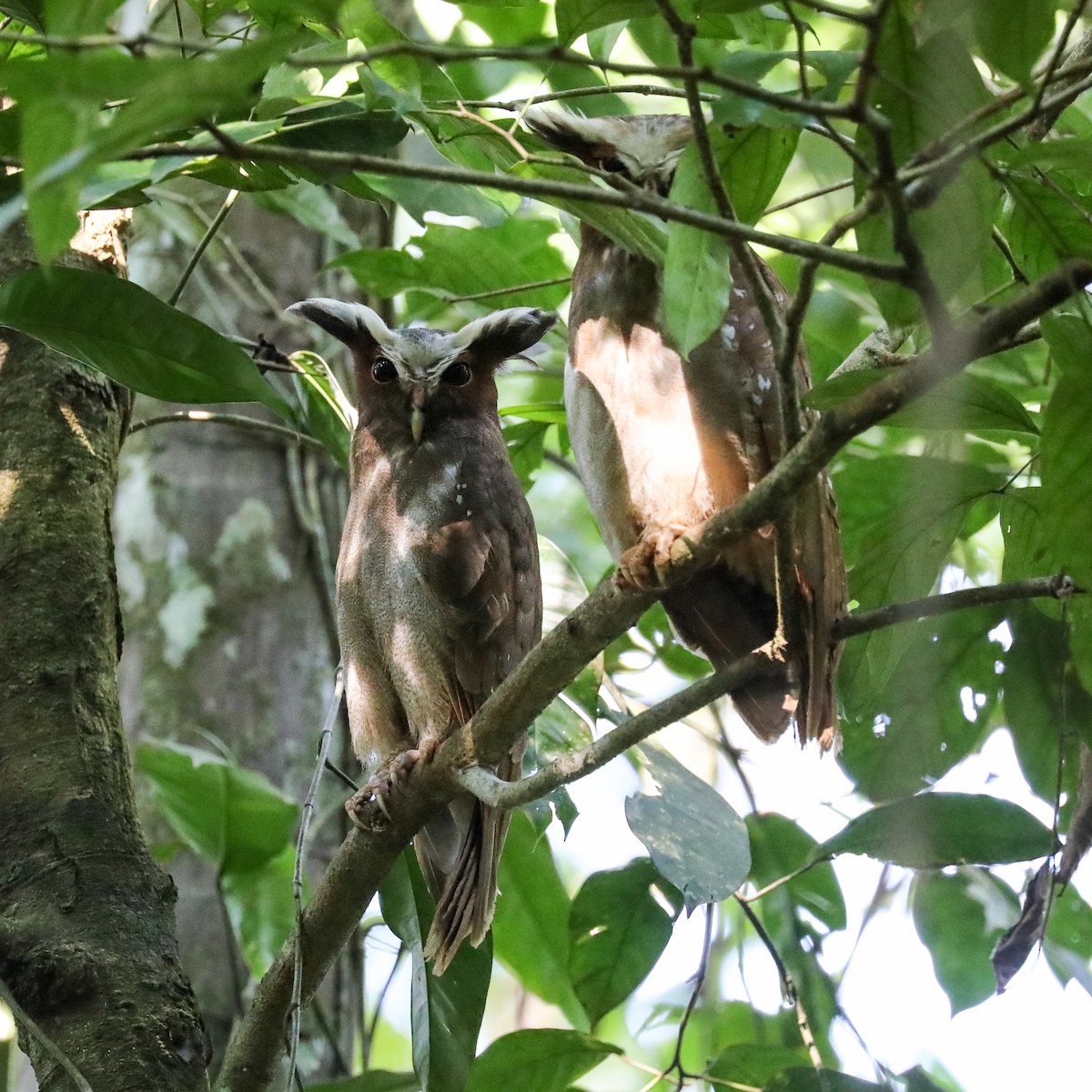 Crested Owl - ML295113141