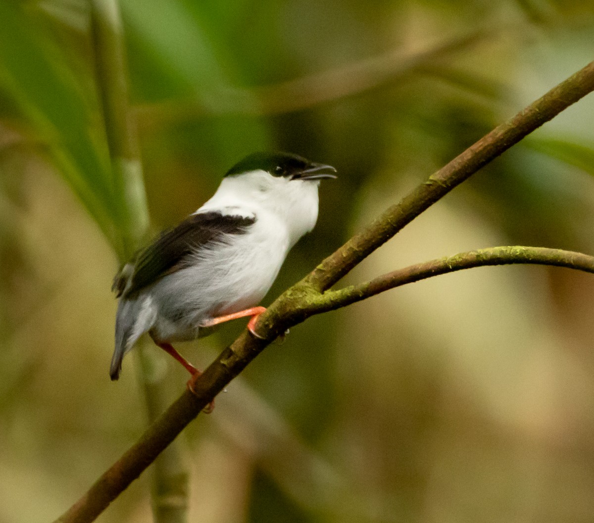White-bearded Manakin - ML295113851