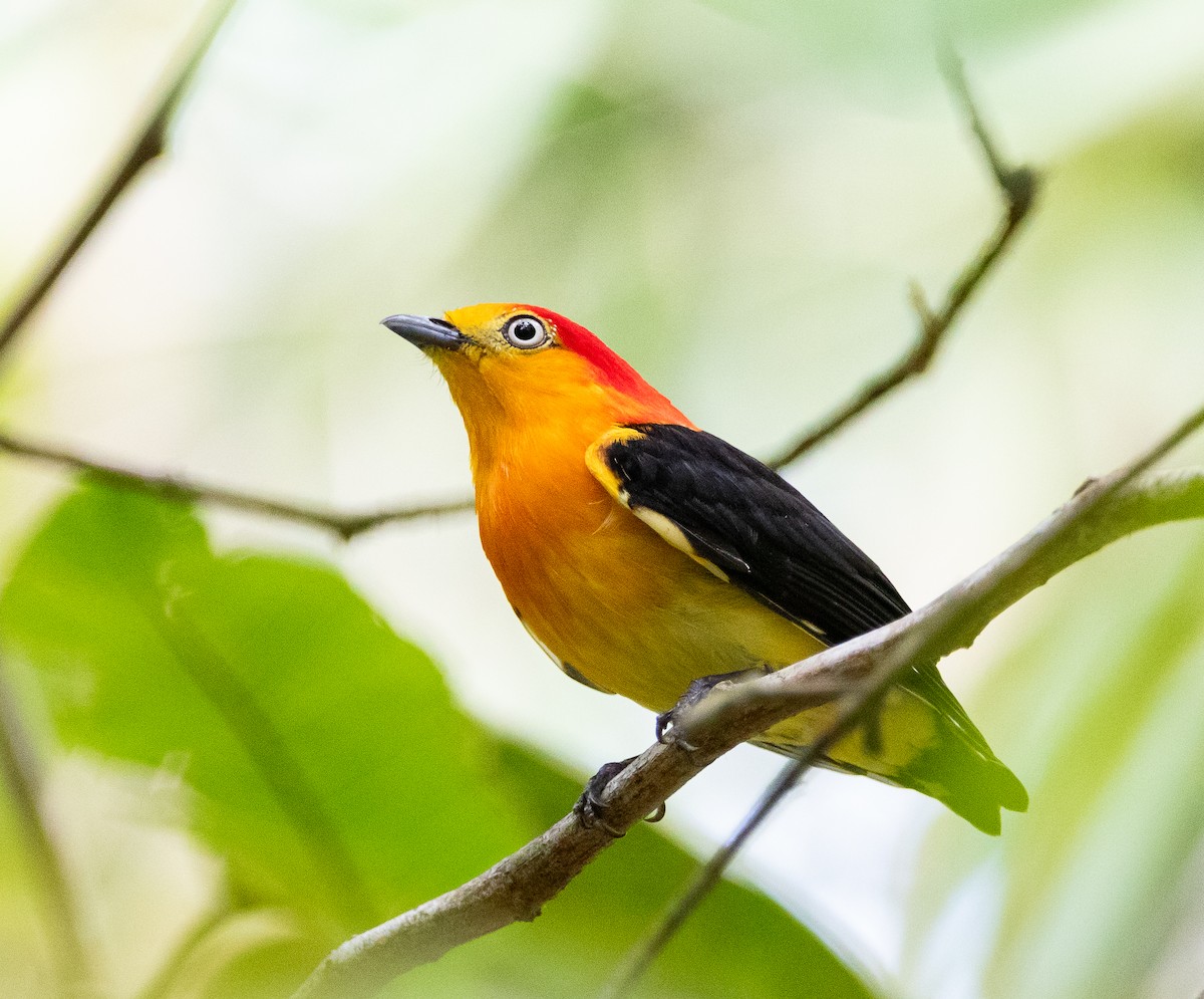 Band-tailed Manakin - ML295114031