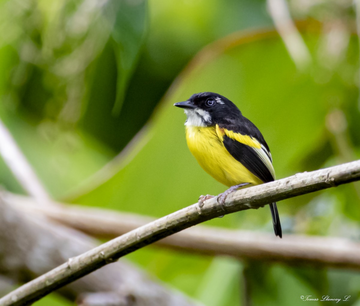 Black-backed Tody-Flycatcher - ML295114091