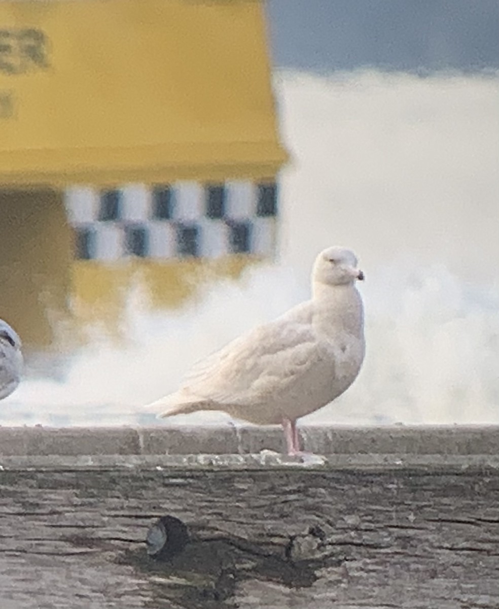 Glaucous Gull - ML295114711