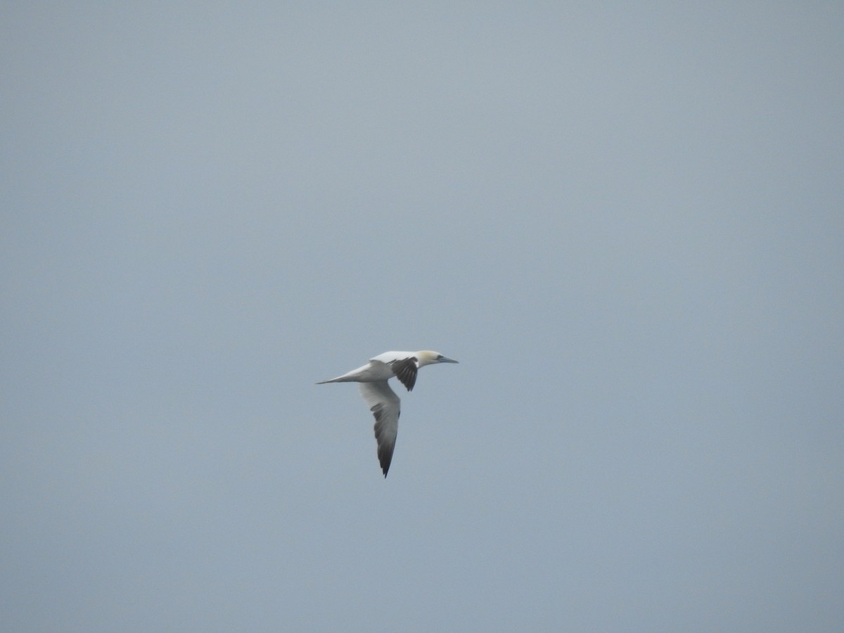 Northern Gannet - ML295115361