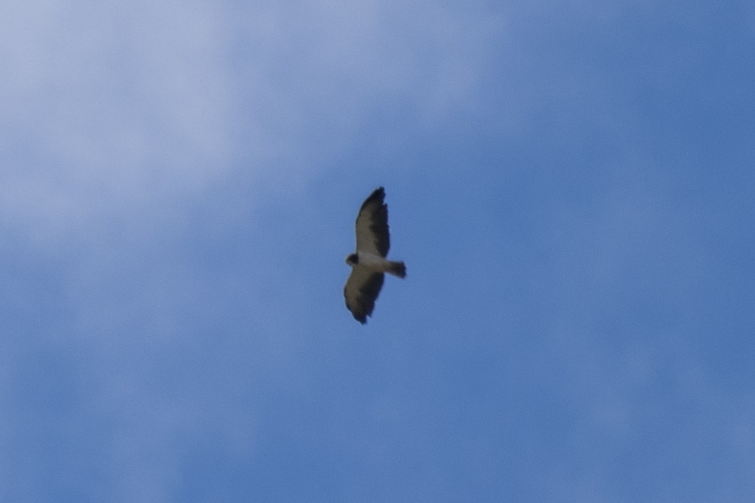 Short-tailed Hawk - ML295117061