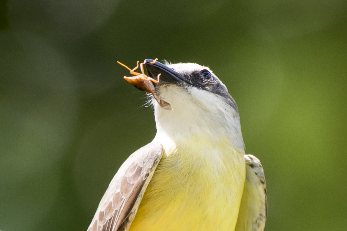 White-throated Kingbird - ML295117281